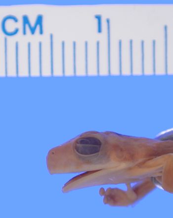Media type: image; Herpetology A-29639